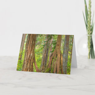 Western Red Cedar Tree   Washington State Karte