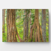 Western Red Cedar Tree | Washingtoner Staat Fotoplatte (Vorderseite)
