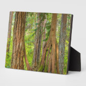 Western Red Cedar Tree | Washingtoner Staat Fotoplatte (Seite)