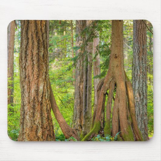 Western Red Cedar Tree | Washingtoner Staat Mousepad (Vorne)