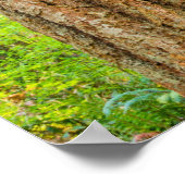 Western Red Cedar Tree | Washingtoner Staat Poster (Ecke)