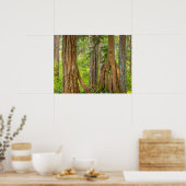 Western Red Cedar Tree | Washingtoner Staat Poster (Küche)
