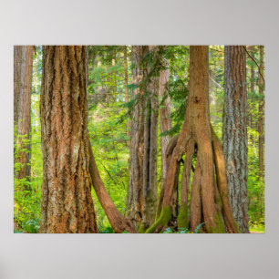 Western Red Cedar Tree Washingtoner Staat Poster