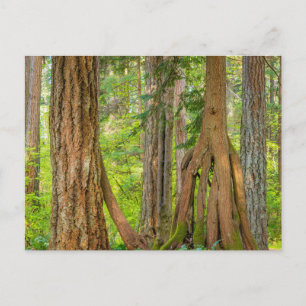Western Red Cedar Tree   Washingtoner Staat Postkarte