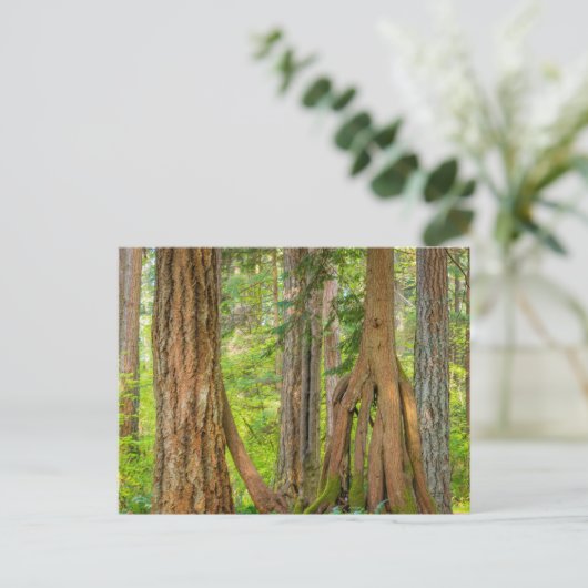 Western Red Cedar Tree | Washingtoner Staat Postkarte (Stehend Vorderseite)