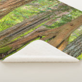 Western Red Cedar Tree | Washingtoner Staat Sherpadecke (3/4)