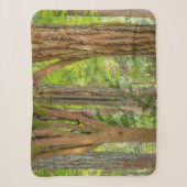 Western Red Cedar Tree | Washingtoner Staat Sherpadecke (Vorderseite)