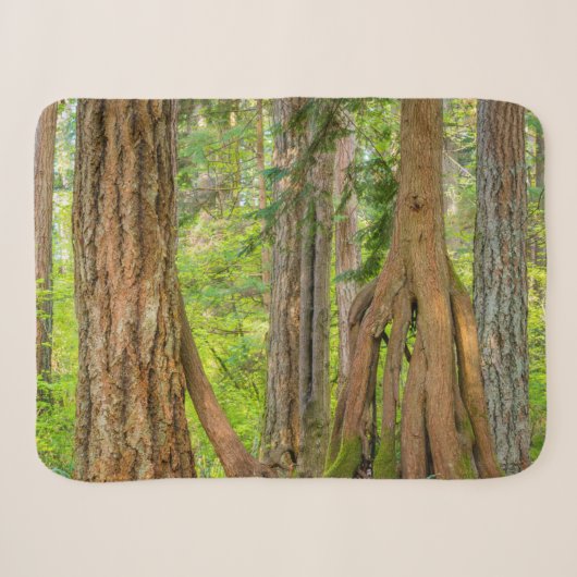 Western Red Cedar Tree | Washingtoner Staat Sherpadecke (Vorderseite (Horizontal))
