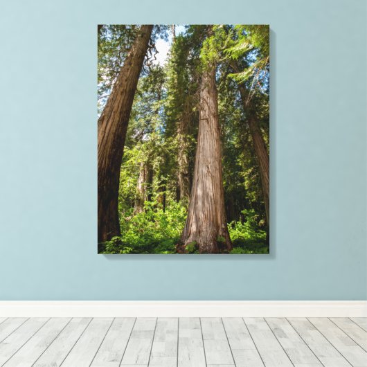 Western Red Cedar Trees Leinwanddruck (Insitu (Holzboden))