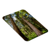 Western Red Cedar Trees Magnet (Rechte Seite)