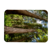 Western Red Cedar Trees Magnet (Horizontal)