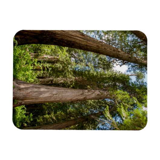Western Red Cedar Trees Magnet (Horizontal)