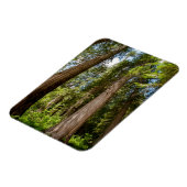 Western Red Cedar Trees Magnet (Linke Seite)
