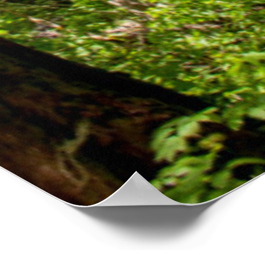 Western Red Cedar Trees Poster (Ecke)