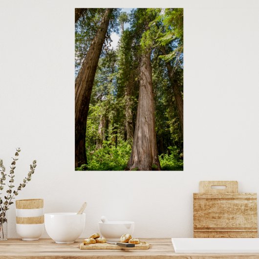 Western Red Cedar Trees Poster (Küche)