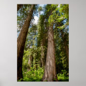Western Red Cedar Trees Poster (Vorne)