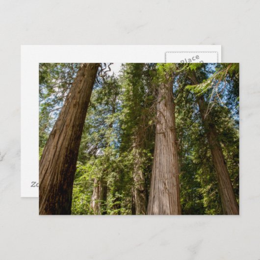 Western Red Cedar Trees Postkarte (Vorne/Hinten)