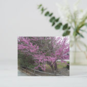 Western Redbud Postkarte (Stehend Vorderseite)