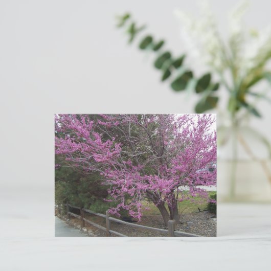 Western Redbud Postkarte (Stehend Vorderseite)