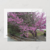 Western Redbud Postkarte (Vorne/Hinten)