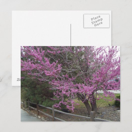Western Redbud Postkarte (Vorne/Hinten)