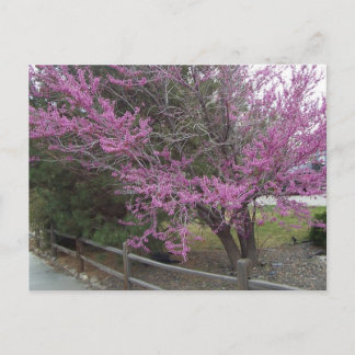 Western Redbud Postkarte