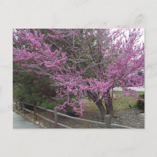 Western Redbud Postkarte (Vorderseite)