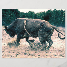 Western Rodeo Black Bull Country Cowboy Rustikal