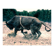 Western Rodeo Black Bull Country Cowboy Rustikal