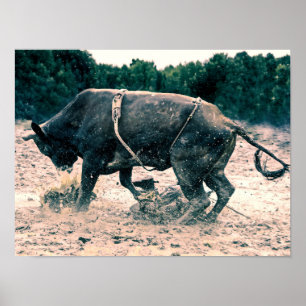 Western Rodeo Schwarzer Bulle Country Cowboy Rusti Poster