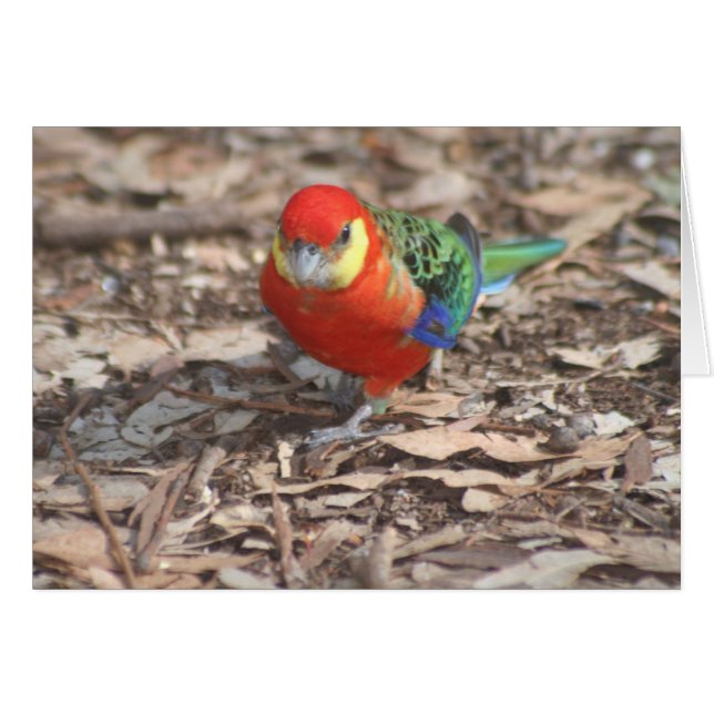 Western Rosella - Platycercus icterotis (Vorderseite (Horizontal))