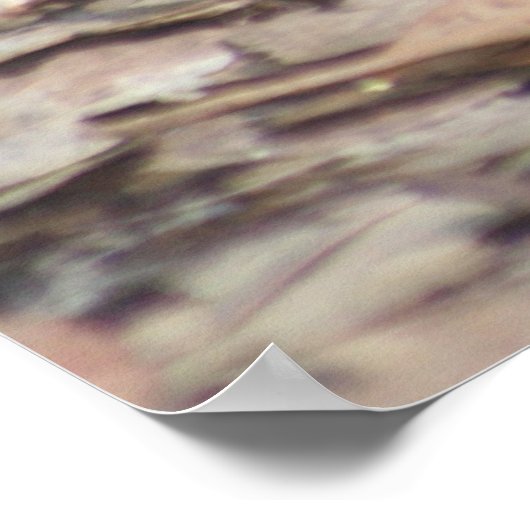 Western Rosella - Platycercus icterotis Poster (Ecke)