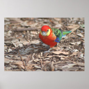 Western Rosella - Platycercus icterotis Poster