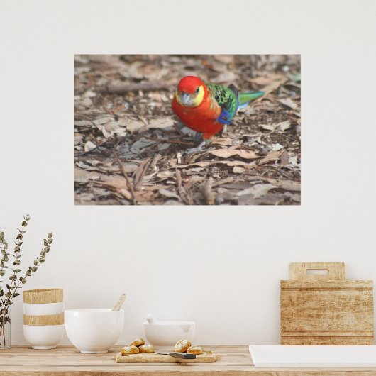 Western Rosella - Platycercus icterotis Poster (Küche)