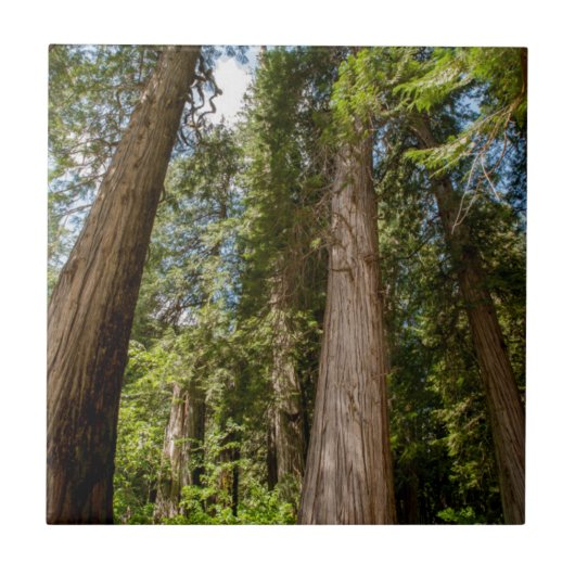 Western Rote Zedernbaume Fliese (Vorderseite)