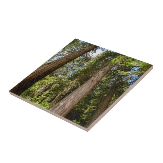 Western Rote Zedernbaume Fliese (Seite)