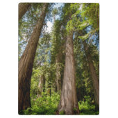 Western Rote Zedernbaume Klemmbrett (Rückseite)