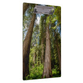 Western Rote Zedernbaume Klemmbrett (Rechts)