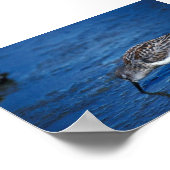 Western Sandpiper Poster (Ecke)