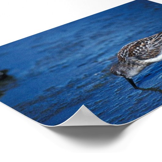 Western Sandpiper Poster (Ecke)