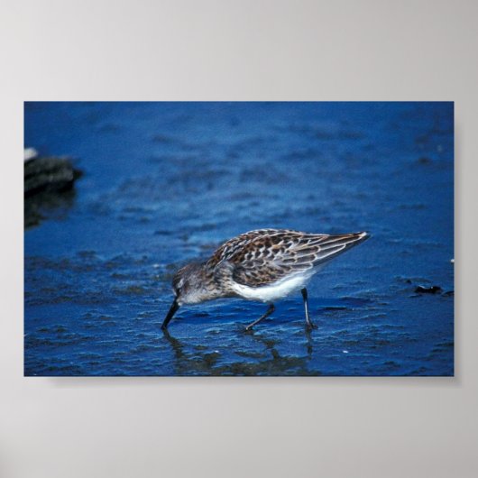 Western Sandpiper Poster (Vorne)