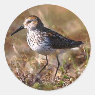 Western Sandpiper Runder Aufkleber