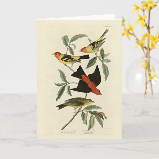 Western, Scarlet Tanagers Audubon Birds of America Karte (Gelbe Blume)