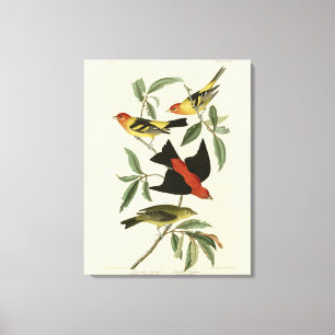 Western, Scarlet Tanagers Audubon Birds of America Leinwanddruck