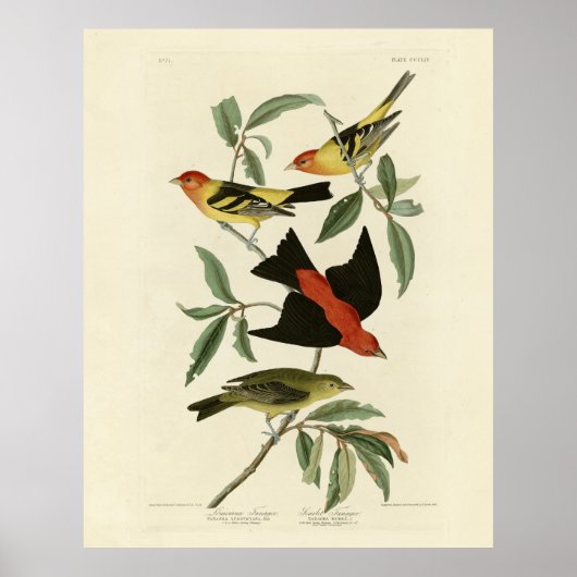 Western, Scarlet Tanagers Audubon Birds of America Poster (Vorne)