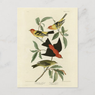 Western, Scarlet Tanagers Audubon Birds of America Postkarte