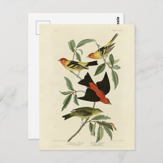 Western, Scarlet Tanagers Audubon Birds of America Postkarte (Vorne/Hinten)