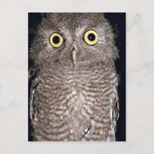 Western Screech Uhu, Otus kennicottii, Kalifornien Postkarte