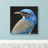 Western Scrub Jay Leinwanddruck (Insitu (Holzboden))