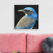 Western Scrub Jay Leinwanddruck (Insitu (Wohnzimmer))